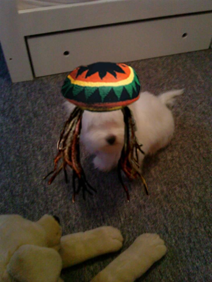 Coton de tulear selma billede 3