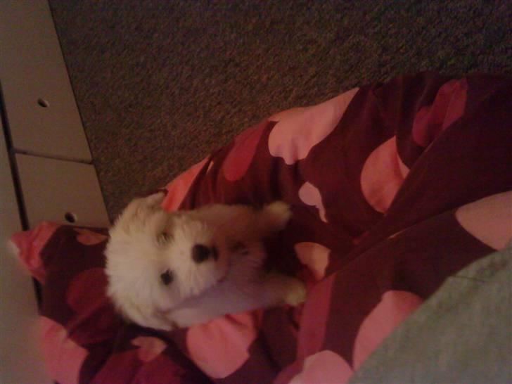 Coton de tulear selma billede 5