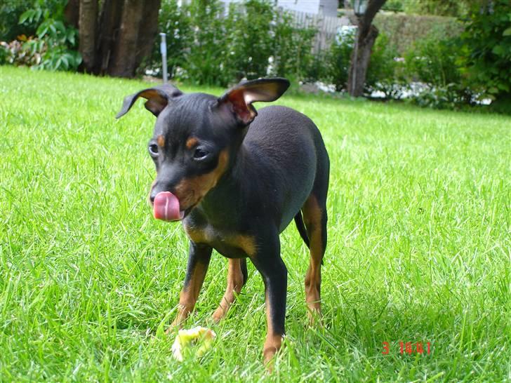 Prazsky krysarik  Peanut R.I.P. billede 13