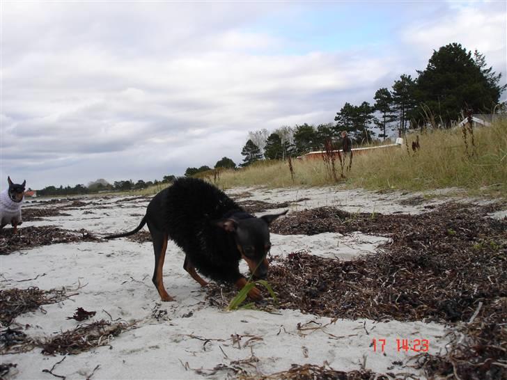 Prazsky krysarik  Peanut R.I.P. billede 14