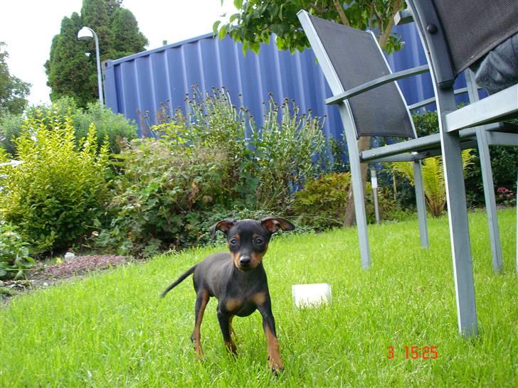 Prazsky krysarik  Peanut R.I.P. billede 15