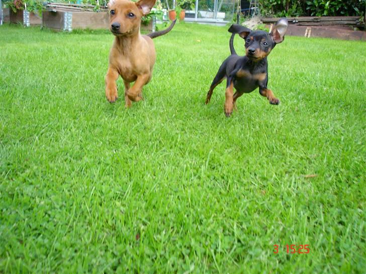 Prazsky krysarik  Peanut R.I.P. billede 16