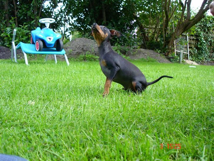 Prazsky krysarik  Peanut R.I.P. billede 17