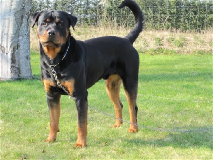 Rottweiler Vom Hause Luna's Django billede 20