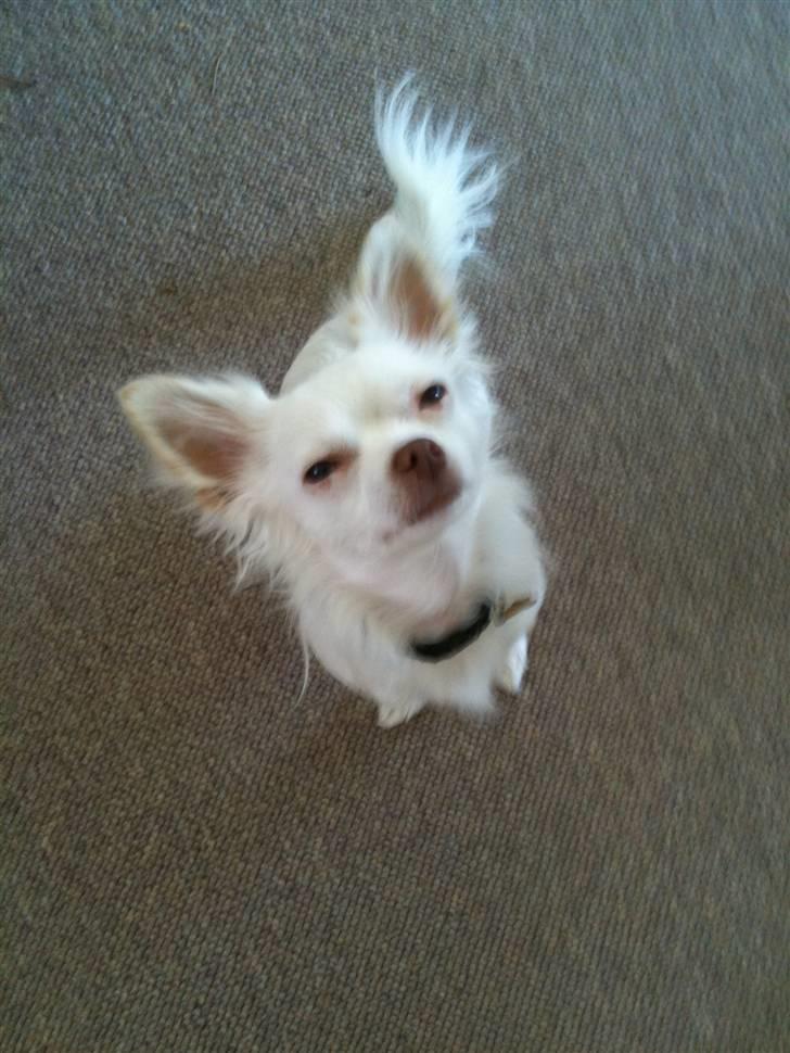 Chihuahua .•:*¨¨*:•Chapper•:*¨¨*:• - Chapper min dreng <33 billede 1