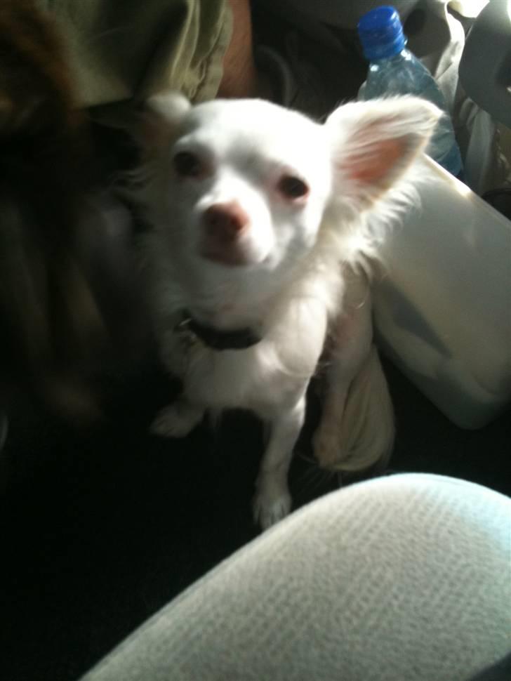 Chihuahua .•:*¨¨*:•Chapper•:*¨¨*:• - nåår min lille skat<33 billede 2