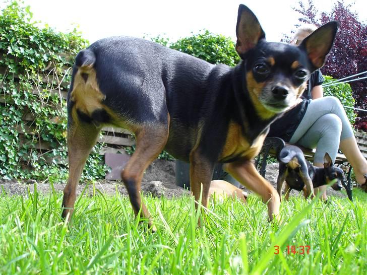 Prazsky krysarik Freja billede 17