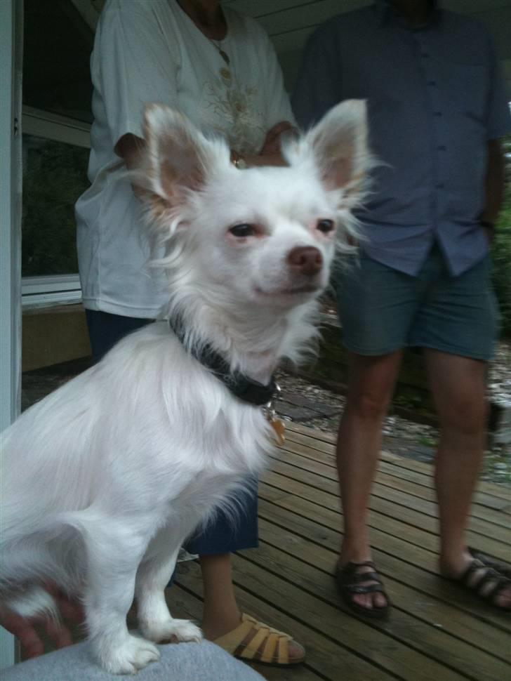 Chihuahua .•:*¨¨*:•Chapper•:*¨¨*:• - Chapper min dejlig lille hund <33 billede 3