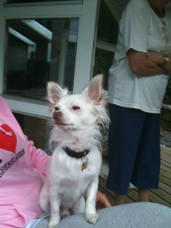 Chihuahua .•:*¨¨*:•Chapper•:*¨¨*:• - <33 billede 4