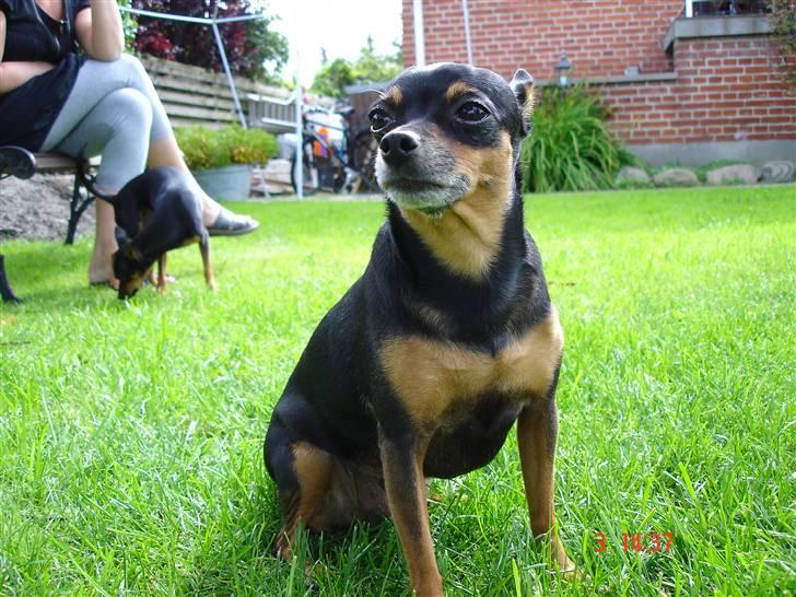 Prazsky krysarik Freja billede 18