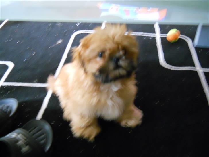 Shih tzu Junior billede 2