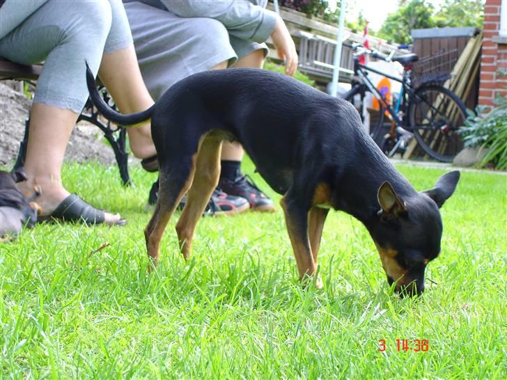 Dvaergpinscher Mille billede 14