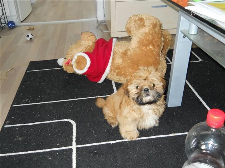 Shih tzu Junior billede 3