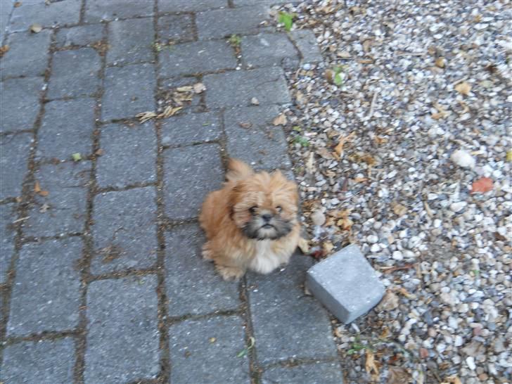 Shih tzu Junior billede 4