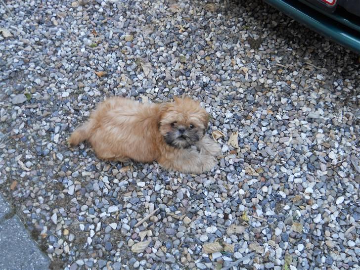 Shih tzu Junior billede 5
