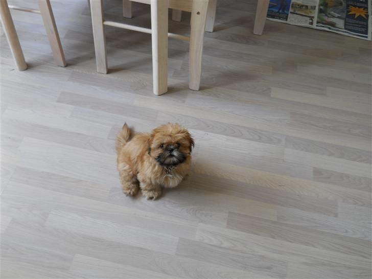 Shih tzu Junior billede 6