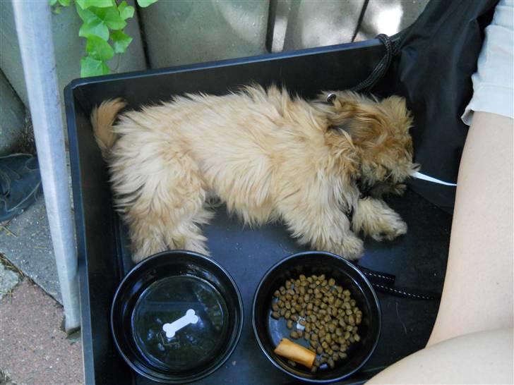 Shih tzu Junior billede 7