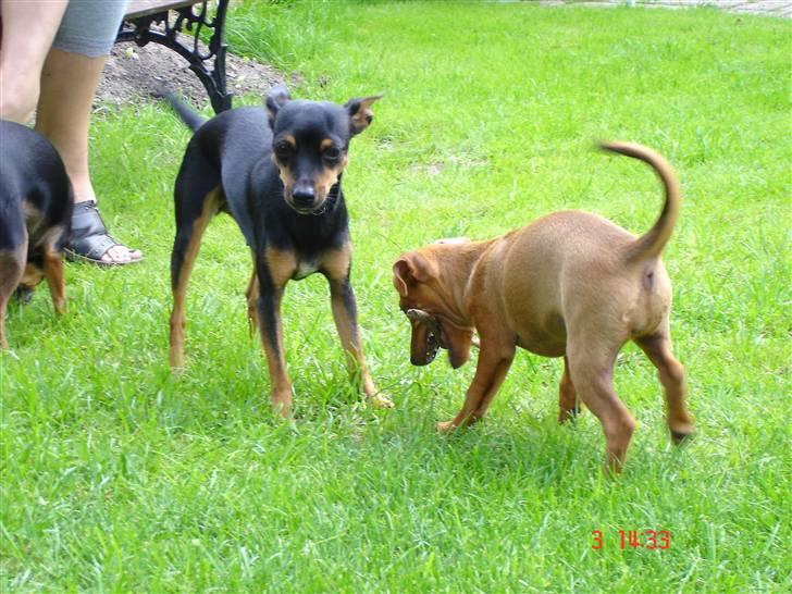 Dvaergpinscher Mille billede 15