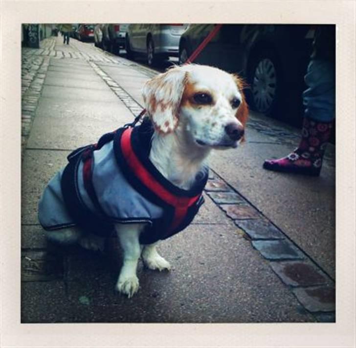 Blanding af racer Vita - græsk gadehund - Når det er vådt og gråt, er det dejligt at have sin lille regnfrakke på :) billede 19