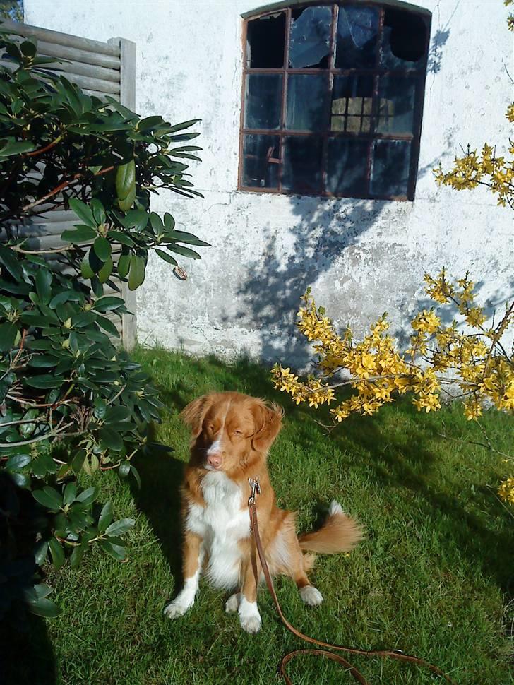 Nova scotia duck tolling retriever Leica - på besøg hos bedstemor og bedstefar, i 2010. billede 17