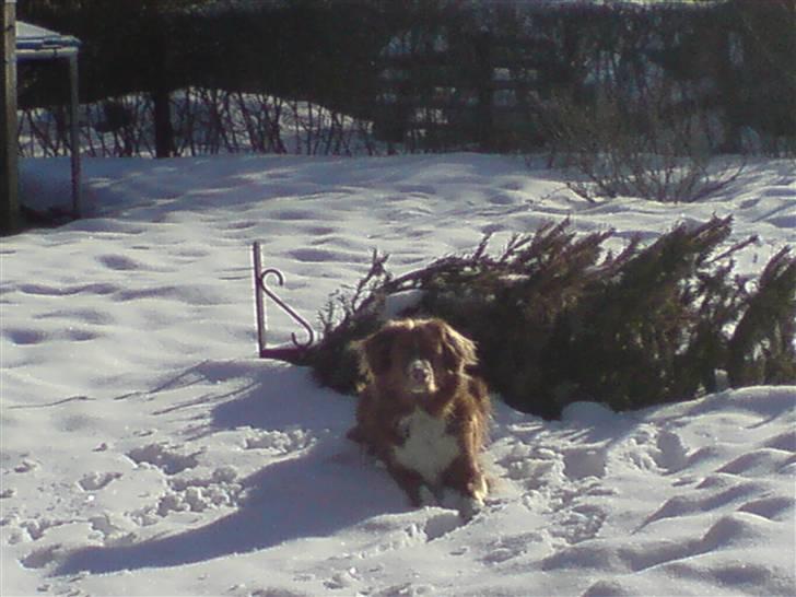 Nova scotia duck tolling retriever Leica - En dejlig vinter-dag 2010. billede 19