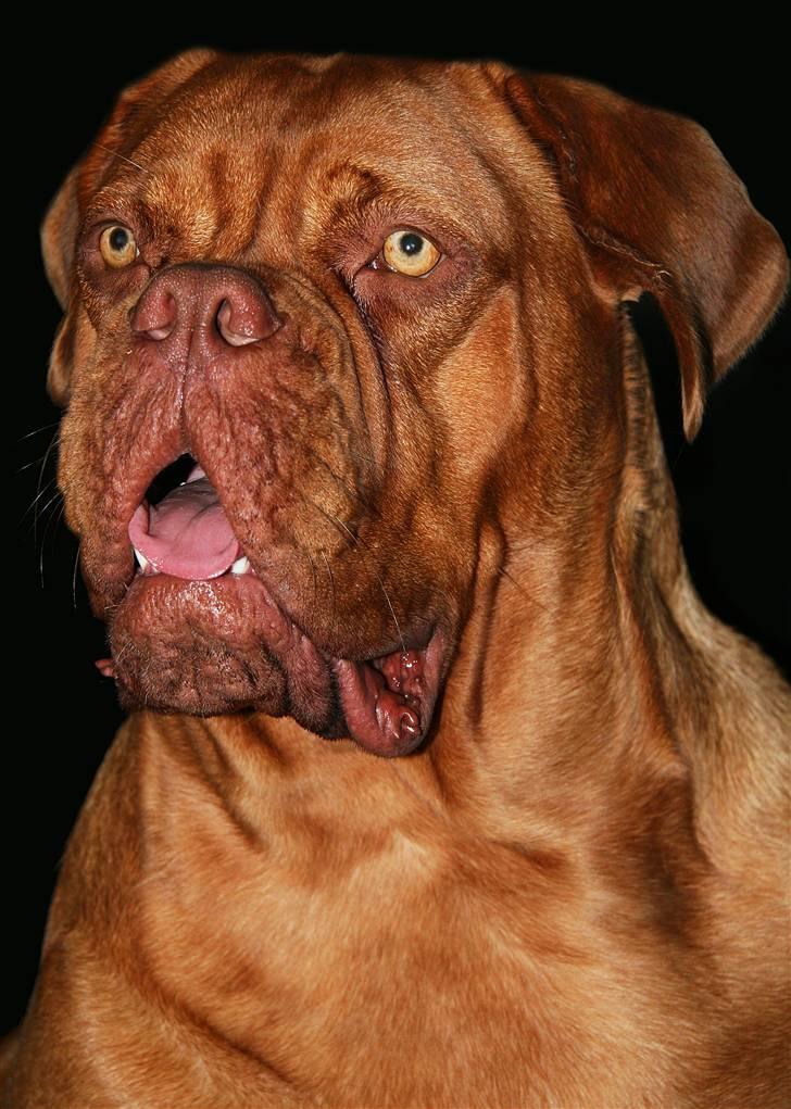 Dogue de bordeaux FRESZKA Lacrima Heliandum - Freszka 15,5 måneder, tænkte det var på tide med en nyt foto af den "lille" :-) billede 12