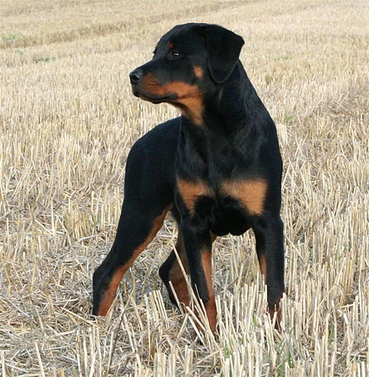Rottweiler Kakestto's Freya - 4 måneder og følger med i hvem der kommer og går billede 18