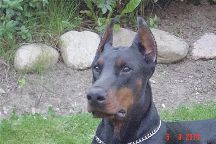 Dobermann Nadal di altobello(DINO) billede 2