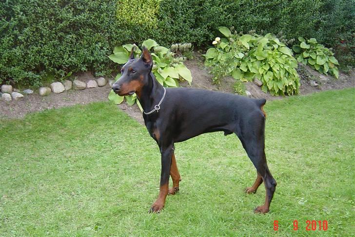 Dobermann Nadal di altobello(DINO) billede 3