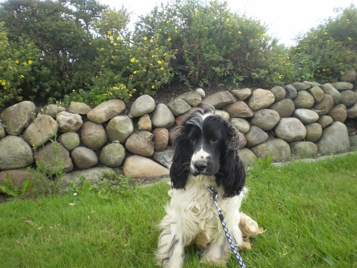 Cocker spaniel Oskar billede 1