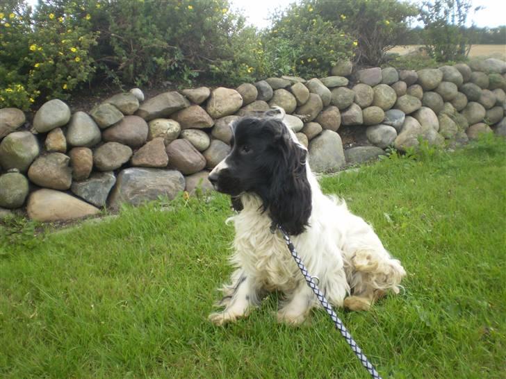 Cocker spaniel Oskar billede 2