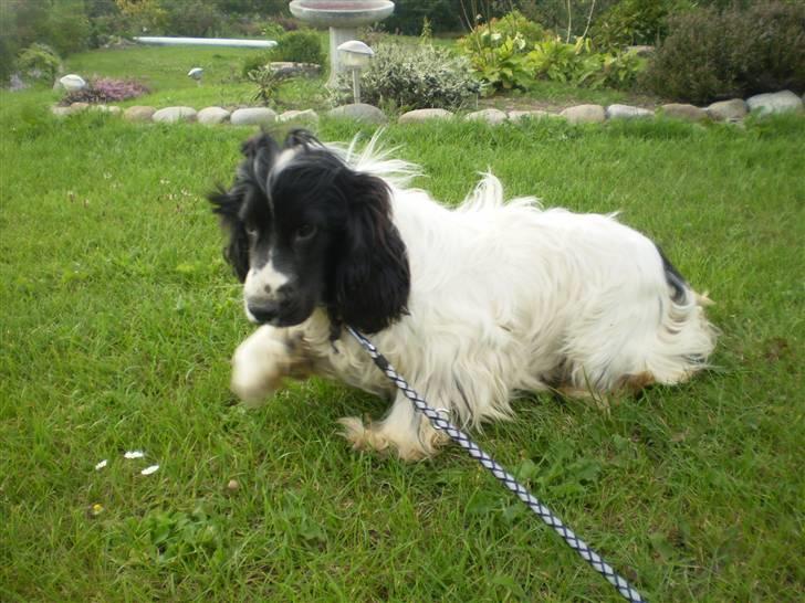 Cocker spaniel Oskar billede 3