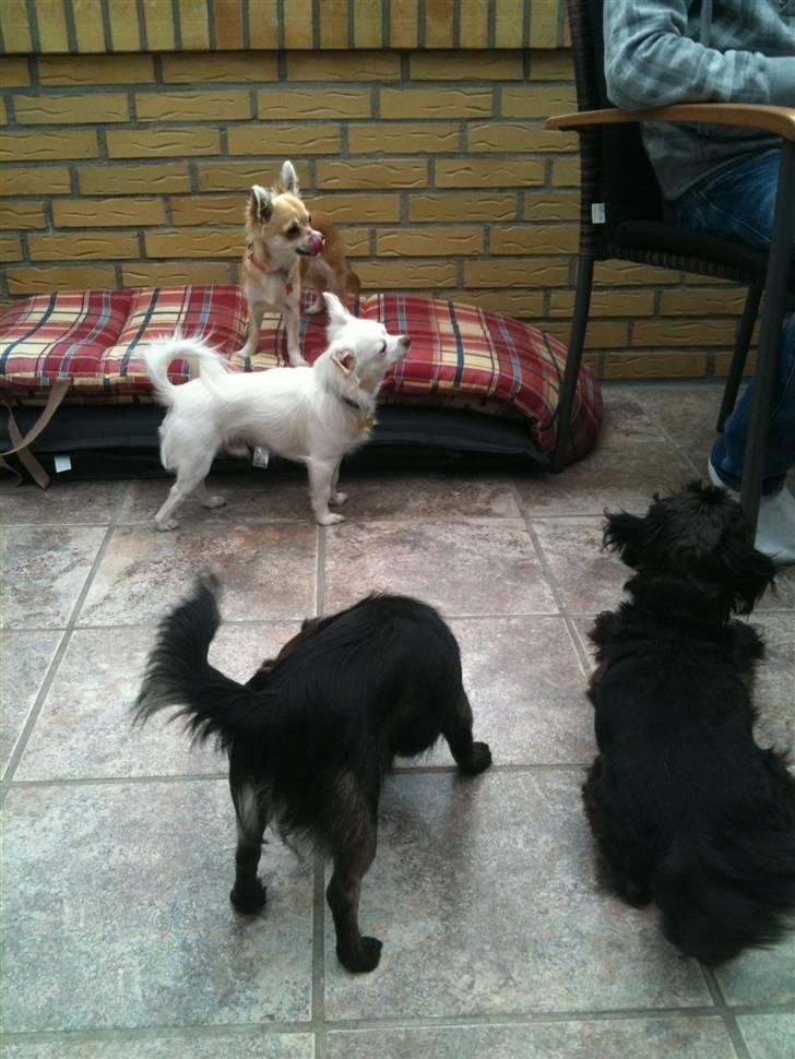 Chihuahua .•:*¨¨*:•Chapper•:*¨¨*:• - Chapper Malou Jack & bølle<33 billede 6