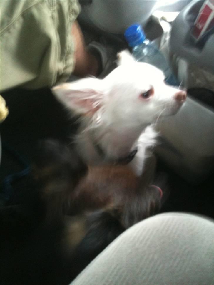 Chihuahua .•:*¨¨*:•Chapper•:*¨¨*:• - dejlig Chapper <33 billede 7