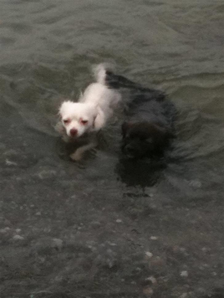 Chihuahua .•:*¨¨*:•Chapper•:*¨¨*:• - nåår Chapper & Jack :) billede 10