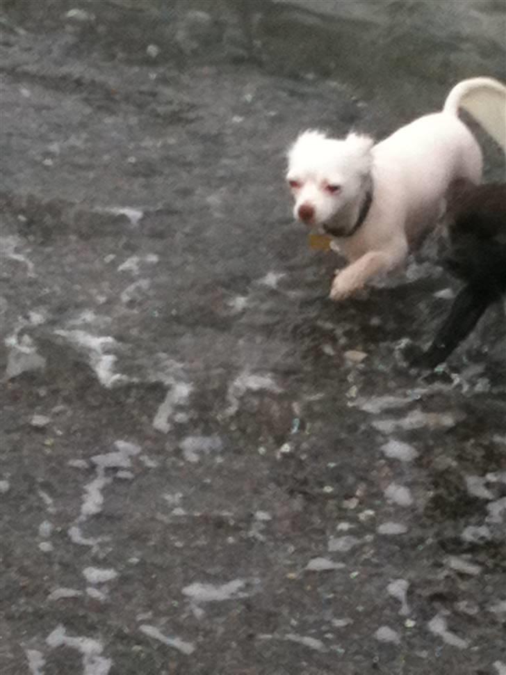 Chihuahua .•:*¨¨*:•Chapper•:*¨¨*:• - er han ikke fin :) billede 11