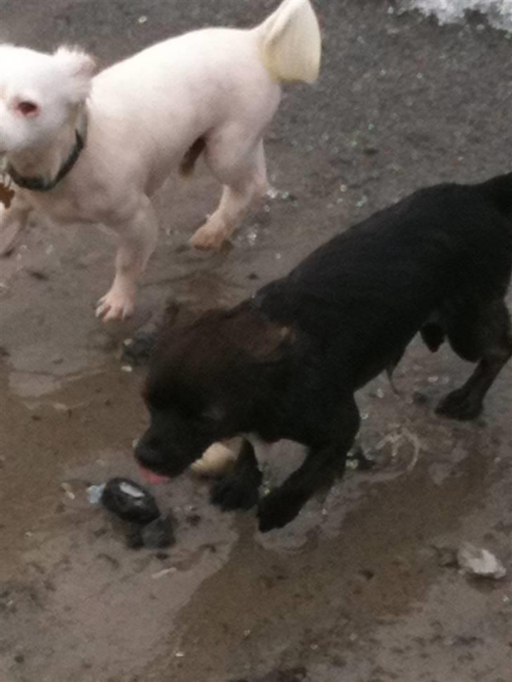 Chihuahua .•:*¨¨*:•Chapper•:*¨¨*:• - han er ude og svømme med Jack :) billede 12