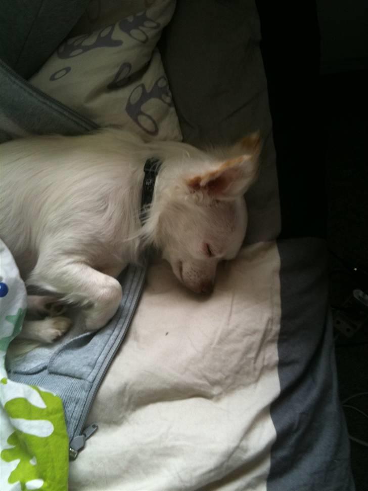 Chihuahua .•:*¨¨*:•Chapper•:*¨¨*:• - han bliver meget træt af at køre :) billede 13