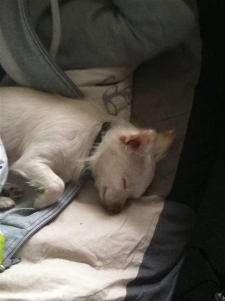 Chihuahua .•:*¨¨*:•Chapper•:*¨¨*:• - Chapper er ude at køre :) billede 14
