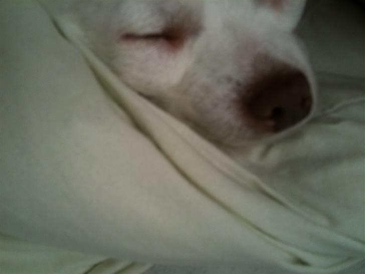 Chihuahua .•:*¨¨*:•Chapper•:*¨¨*:• - sover endnu :) billede 15