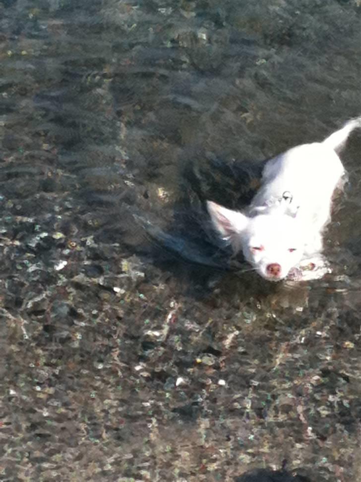 Chihuahua .•:*¨¨*:•Chapper•:*¨¨*:• - Chapper er ude og svømme :) billede 16