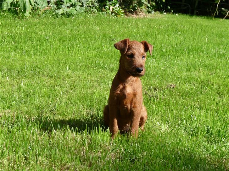 Irsk terrier Neville billede 1