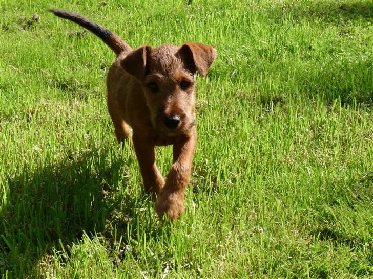 Irsk terrier Neville billede 2