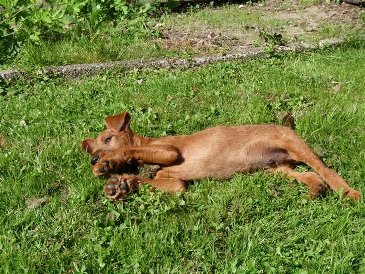 Irsk terrier Neville billede 3