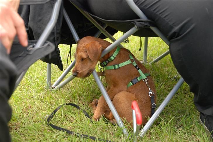 Irsk terrier Neville billede 4