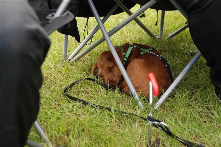 Irsk terrier Neville billede 5