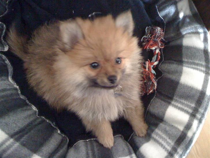 Pomeranian Topsys Cleo billede 15