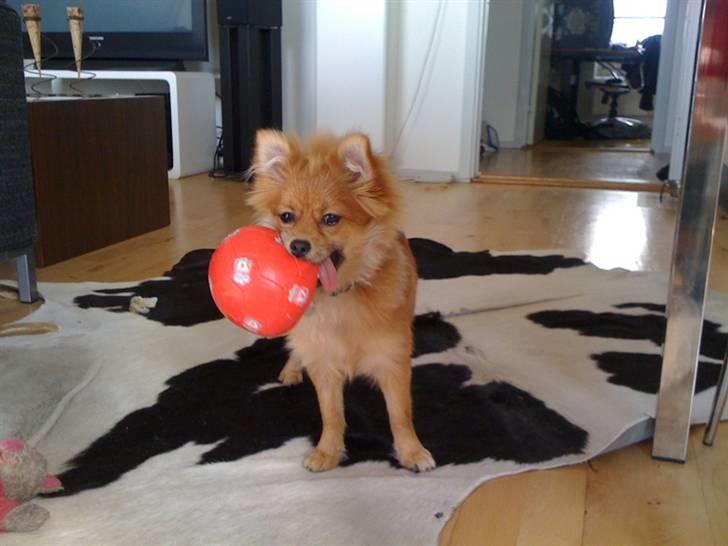 Pomeranian Topsys Cleo - "Vi skal leeeeege!" billede 16