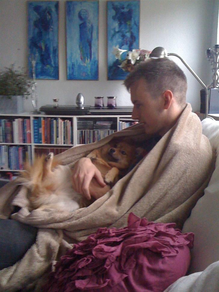 Pomeranian Topsys Cleo - "Åh kan jeg ikke liiiige putte mig her far?" billede 17