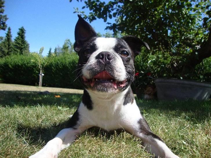 Boston terrier Conrad billede 15